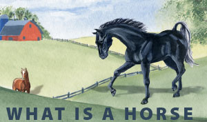 WHAT IS A HORSE?